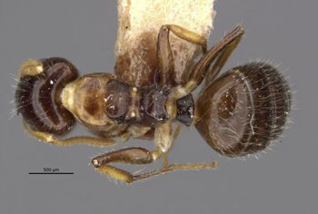 Media type: image;   Entomology 21609 Aspect: habitus dorsal view